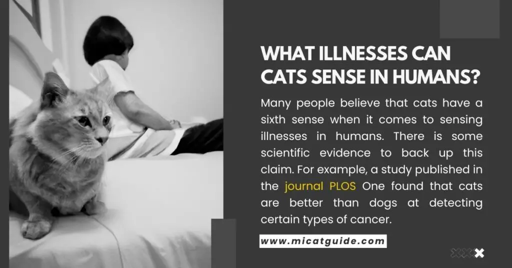 What Illnesses Can Cats Sense in Humans