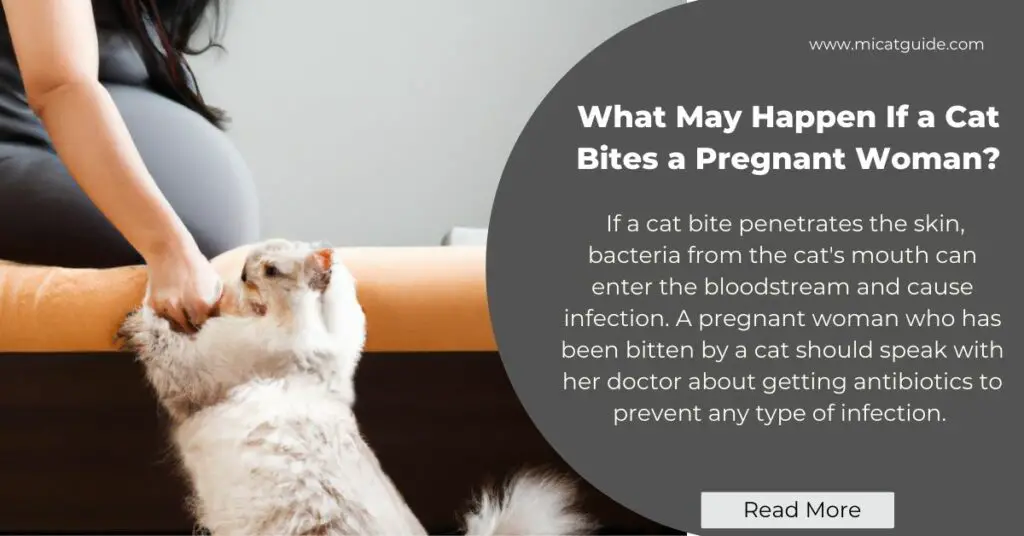 What May Happen If a Cat Bites a Pregnant Woman