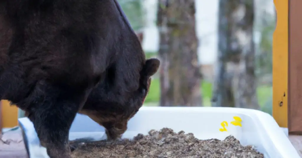 What Will Happen If Bears Continue to Eat Cat Litter