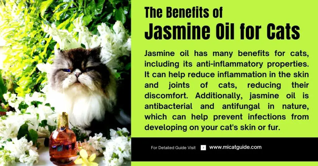 What are the Benefits of Jasmine Oil for Cats
