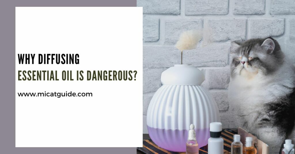 Why Diffusing Essential Oils is Dangerous for Cats