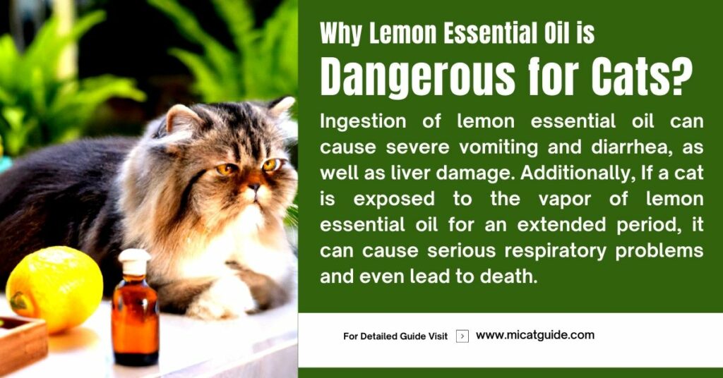 Why Lemon Essential Oil is Dangerous for Cats