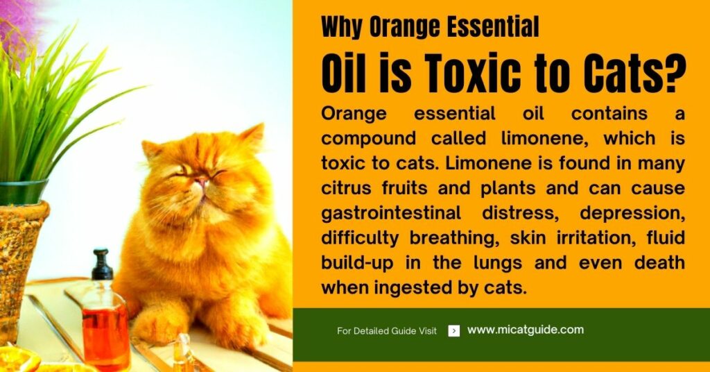 Why Orange Essential Oil is Toxic to Cats