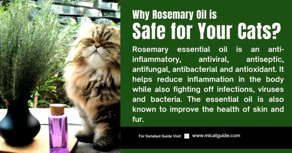Why Using Rosemary Essential Oil is Safe for Your Cats