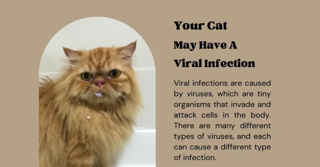 Your Cat May Have a Viral Infection If Sneezing Continuously