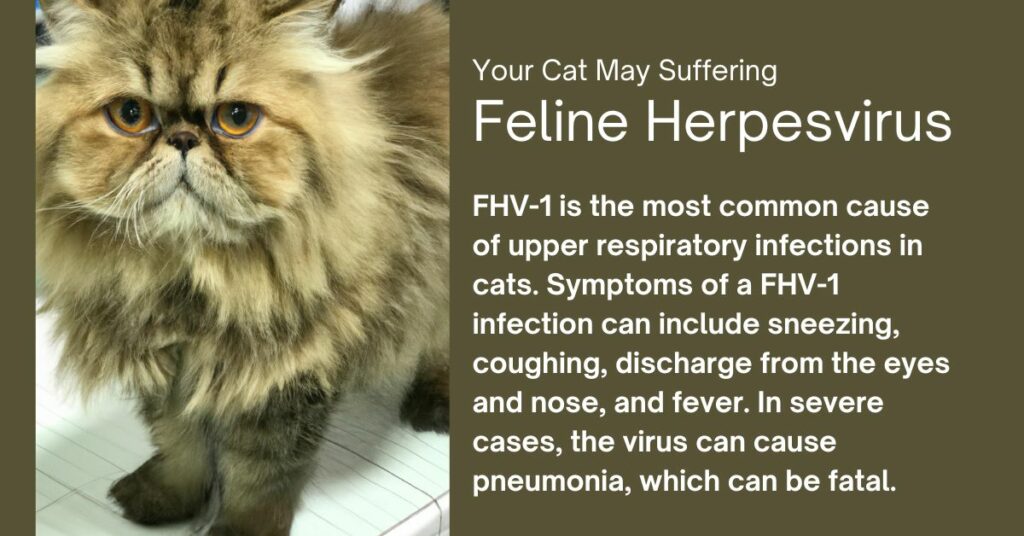 Your Cat May Suffering Feline Herpesvirus