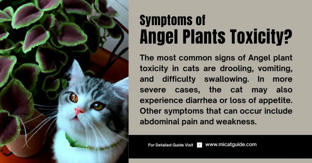 Symptoms of Angel Plant Toxicity in Cats