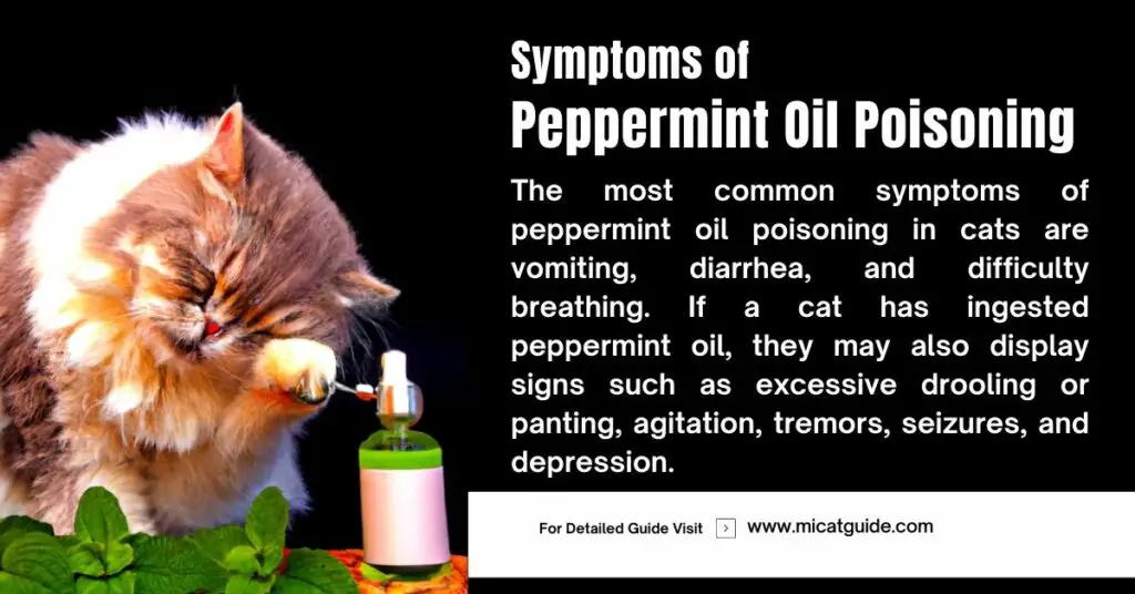 Symptoms of Peppermint Oil Poisoning in Cats