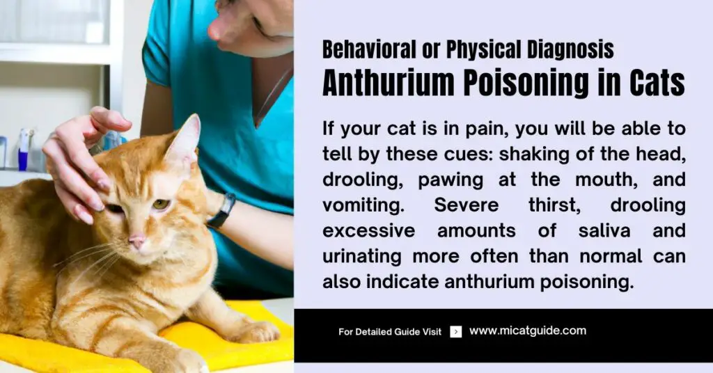 Behavioral or Physical Diagnosis of Anthurium Poisoning in Cats