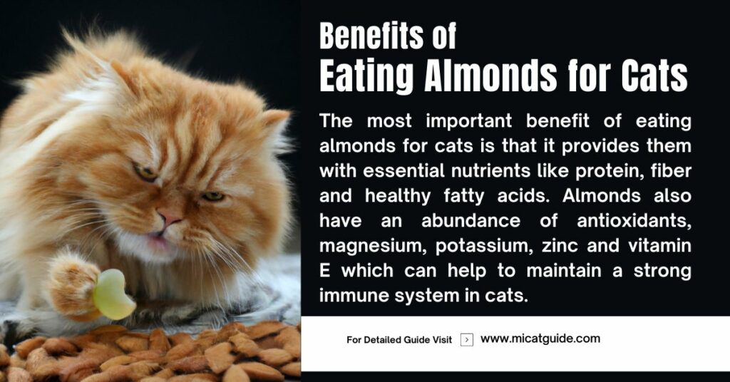 Benefits of Eating Almonds for Cats