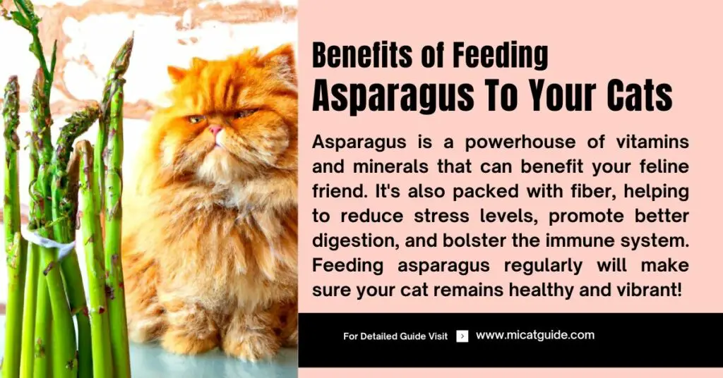 Benefits of Feeding Asparagus to Cats