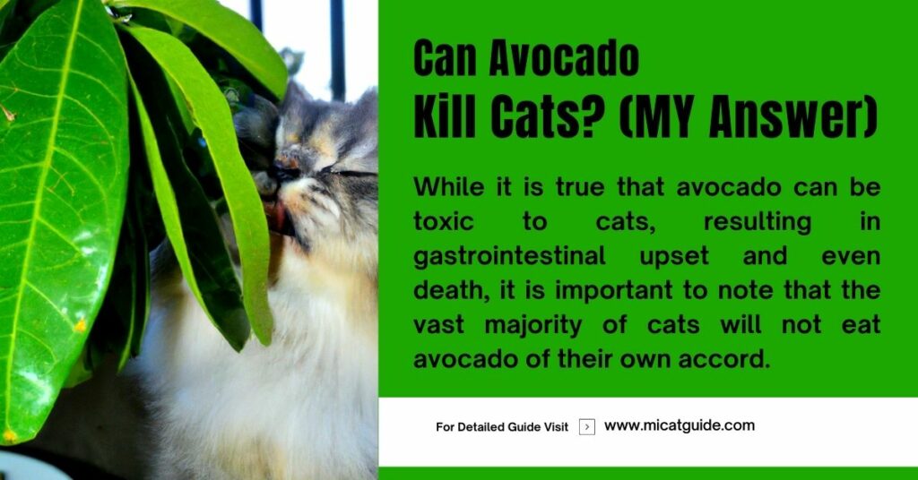 Can Avocado Kill Cats