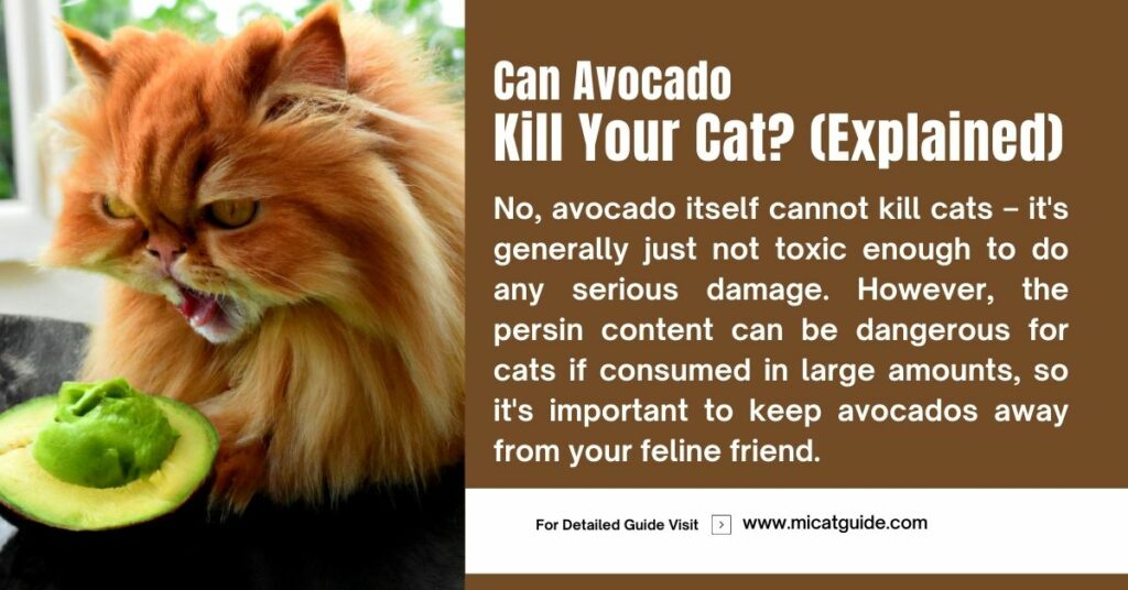 Can Avocado Kill Your Cats