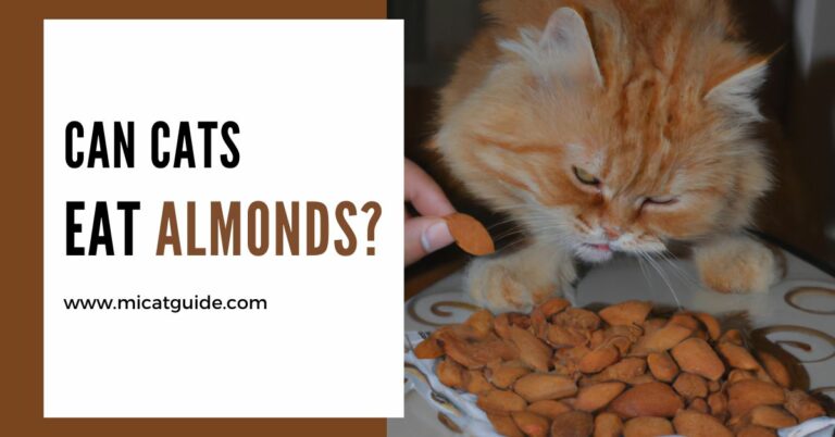 Can Cats Eat Almonds? (Expert Vet’s Opinion)
