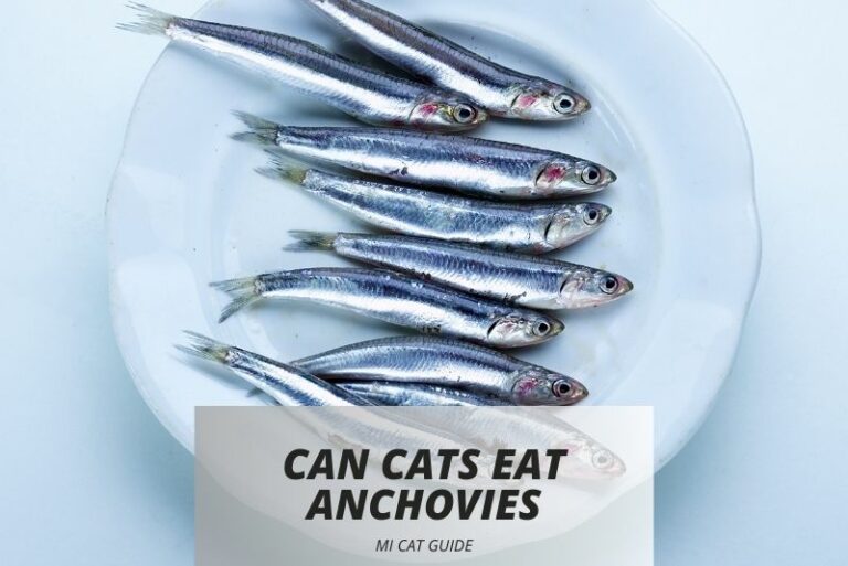Can Cats Eat Anchovies? Understanding Feline Nutrition and Anchovy Inclusion in Their Diet