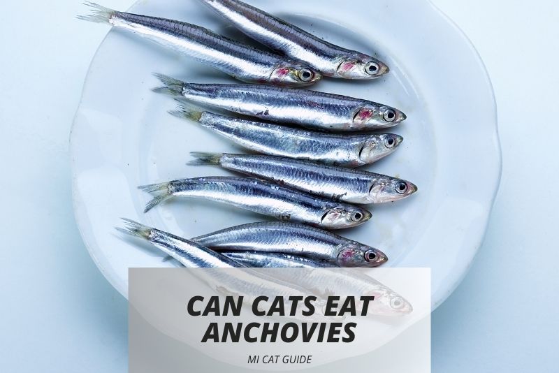 Can Cats Eat Anchovies? Understanding Feline Nutrition and Anchovy