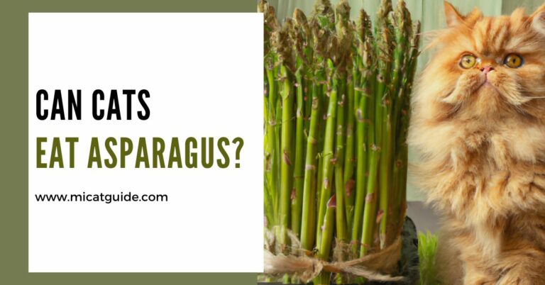 Can Cats Eat Asparagus? (A Vet’s Suggestions)