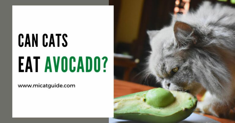 Can Cats Eat Avocado? (Risks & Vet Suggestions)