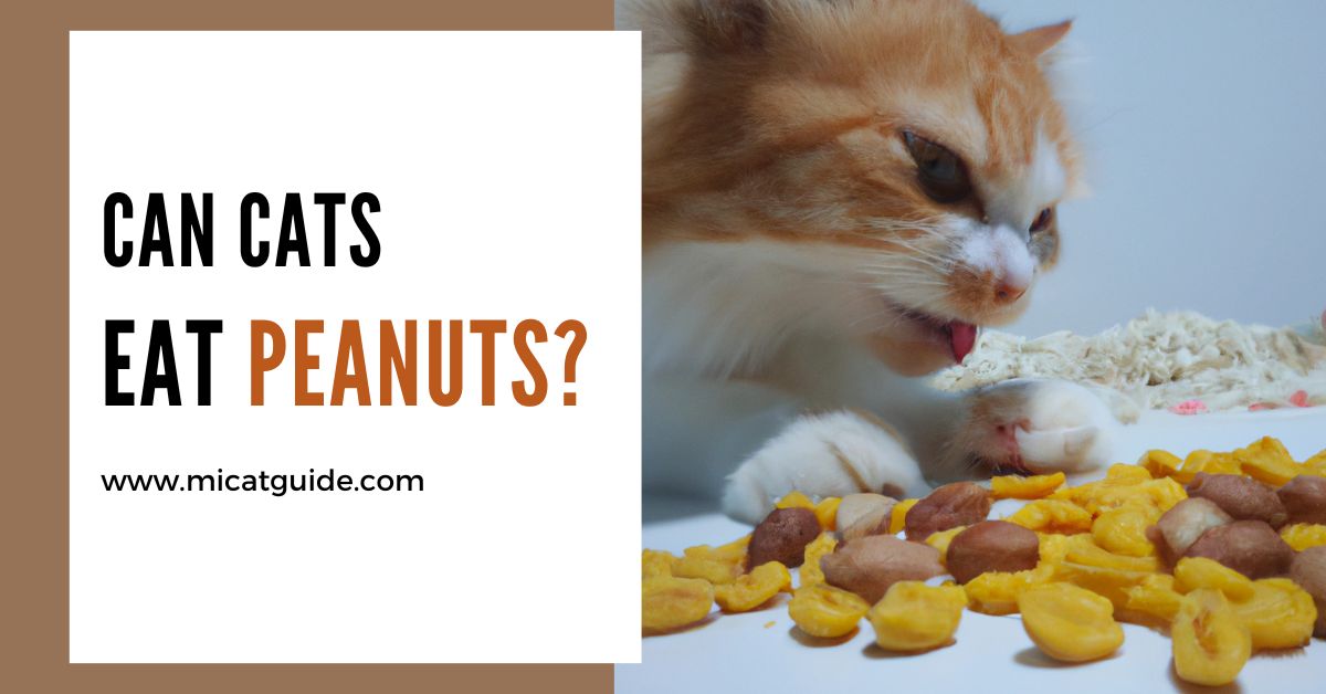 Can Cats Eat Peanuts? (Expert Vet's Opinion) Mi Cat Guide