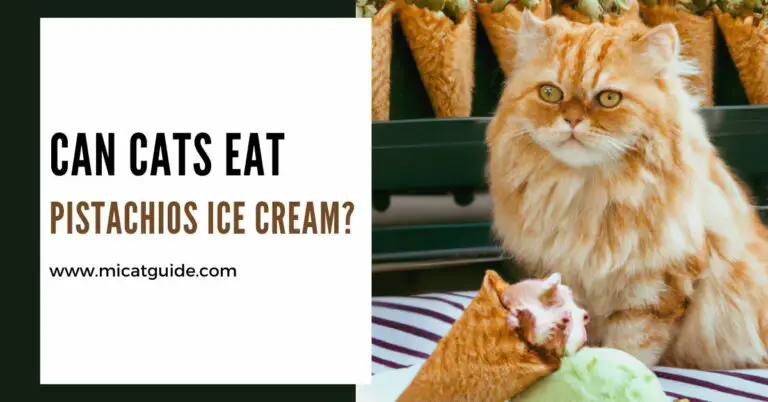 Can Cats Eat Pistachio Ice Cream? (Vet Suggestions)