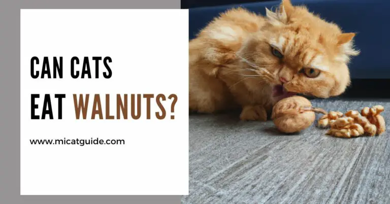 Can Cats Eat Walnuts? (Risks & Vet Suggestions)