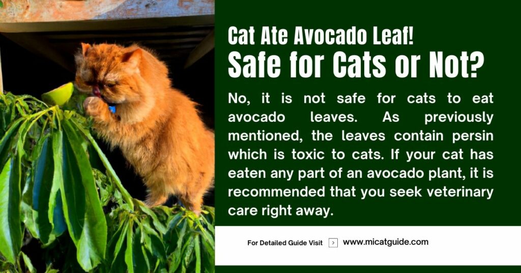 Cat Ate Avocado Leaf - Safe for Cats or Not