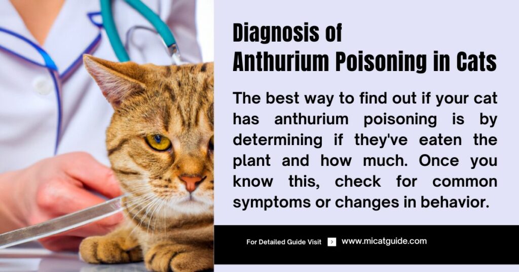 Diagnosis of Anthurium Poisoning in Cats