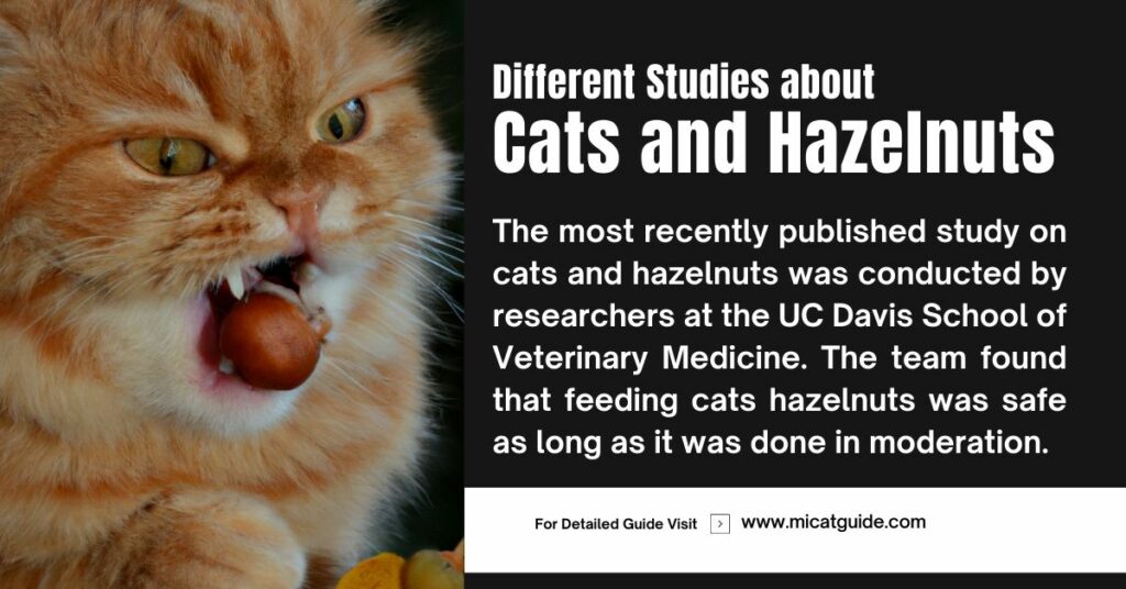 Different Studies about Cats and Hazelnuts
