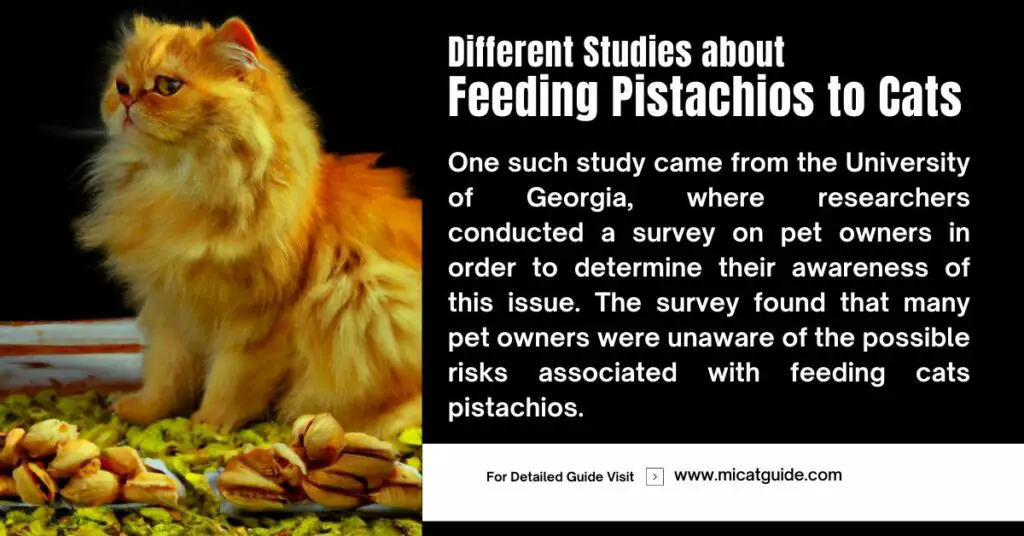 Different Studies about Cats and Pistachios