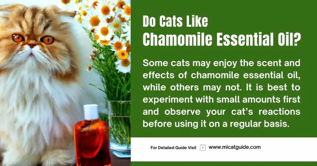 Do Cats Like Chamomile Essential Oil