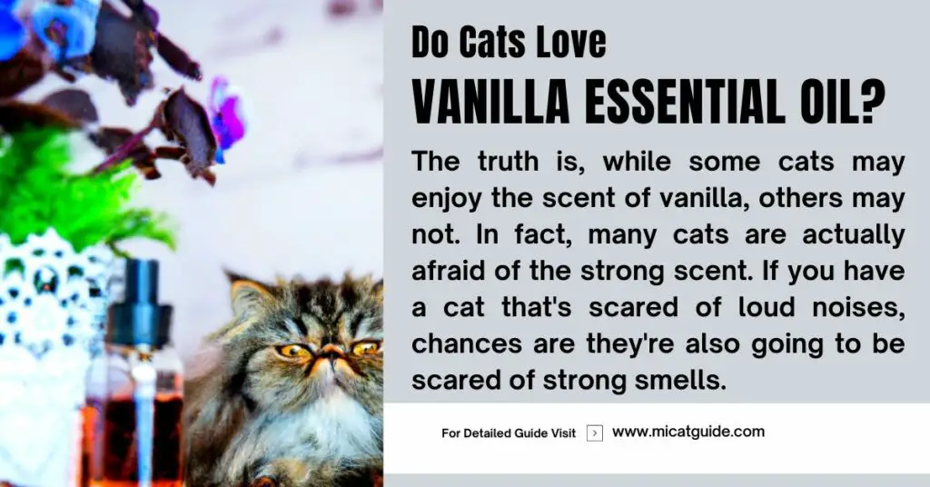 Do Cats Love the Smell of Vanilla Essential Oil