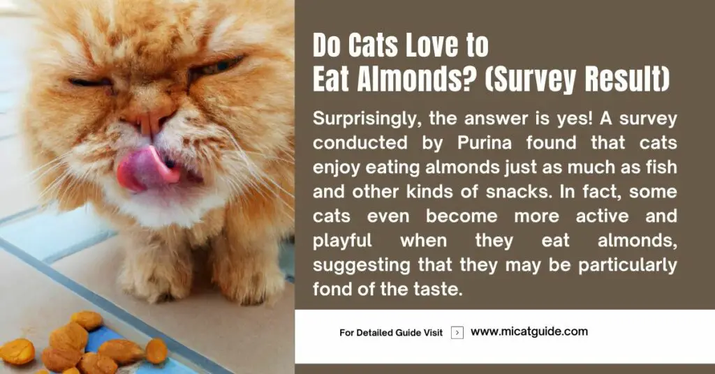 Do Cats Love to Eat Almonds