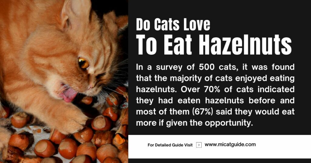 Do Cats Love to Eat Hazelnuts