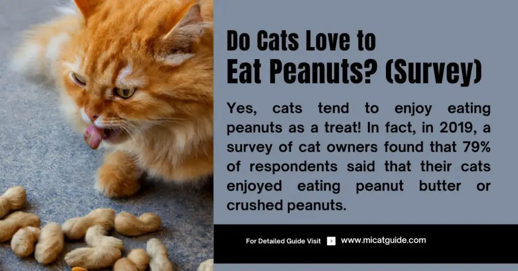 Do Cats Love to Eat Peanuts