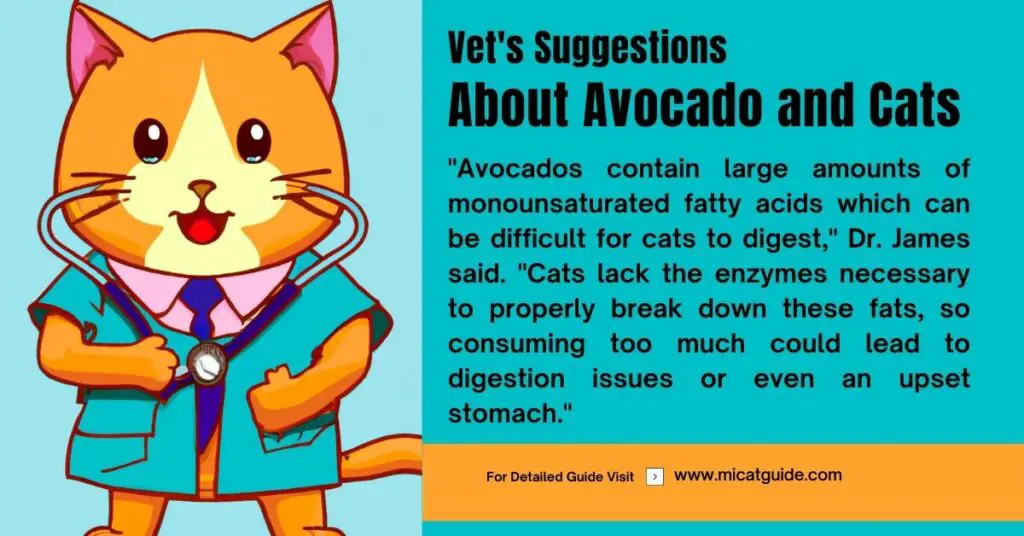 Few Vet's Suggestions about Avocado and Cats