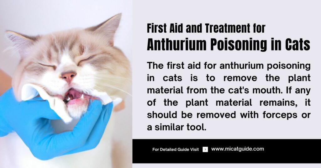 First Aid and Treatment for Anthurium Poisoning in Cats