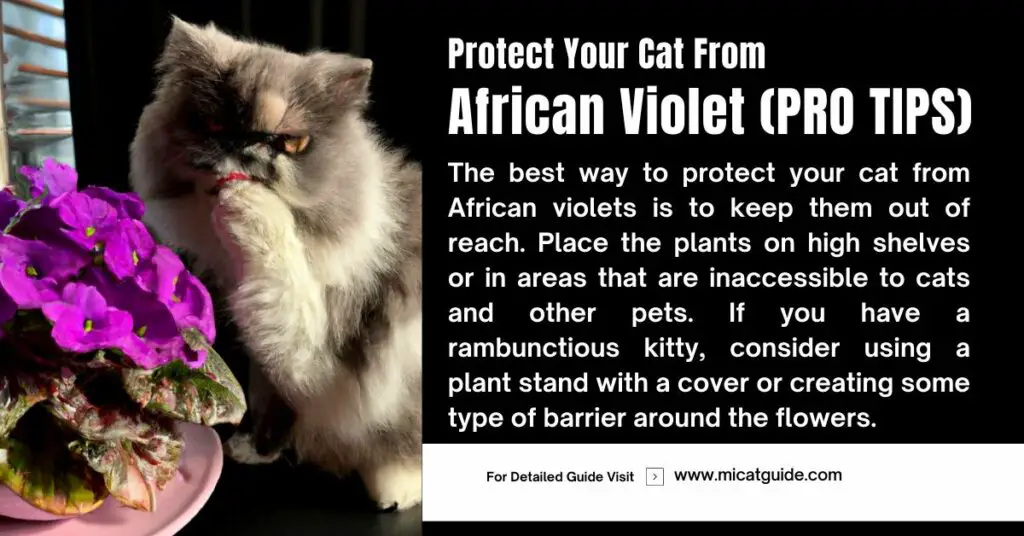 Things You Can Do to Protect Your Cat From African Violets