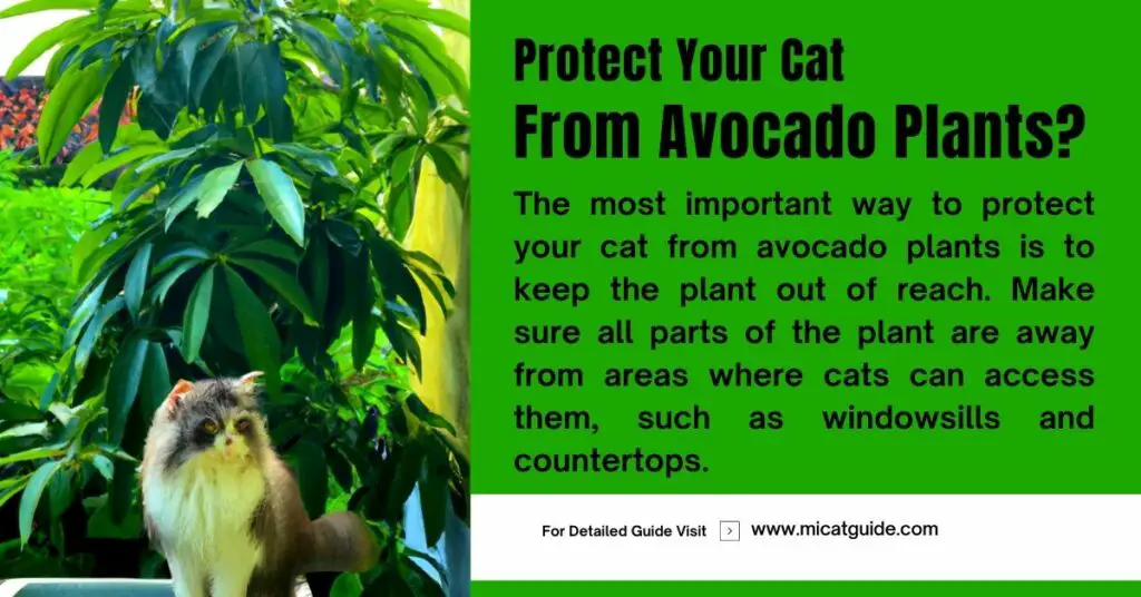 How Can You Protect Your Cat From Avocado Plants