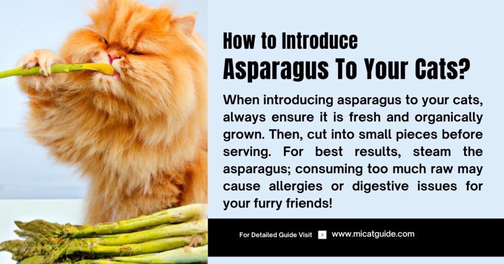 How to Introduce Asparagus to Your Cats