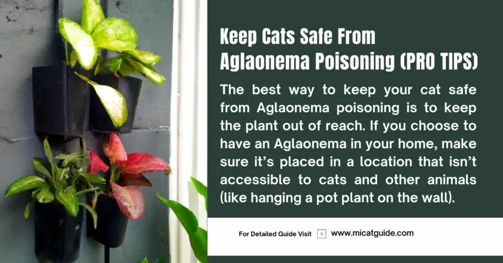 How to Keep Cats Safe from Aglaonema Poisoning