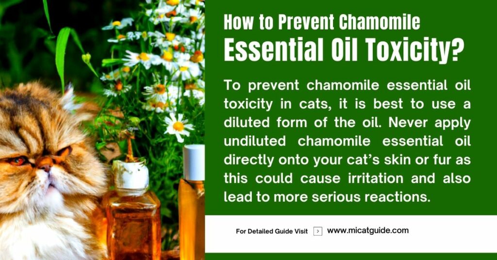 How to Prevent Chamomile Essential Oil Toxicity in Cats