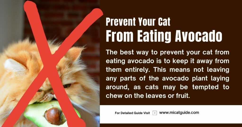 How to Prevent Your Cat From Eating Avocado