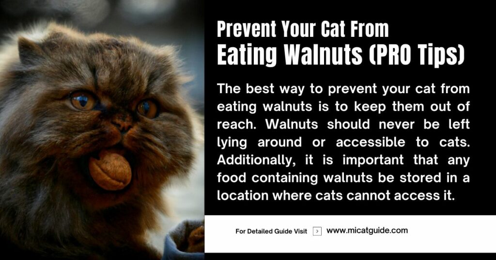 Effective Ways to Prevent Your Cat from Eating Walnuts