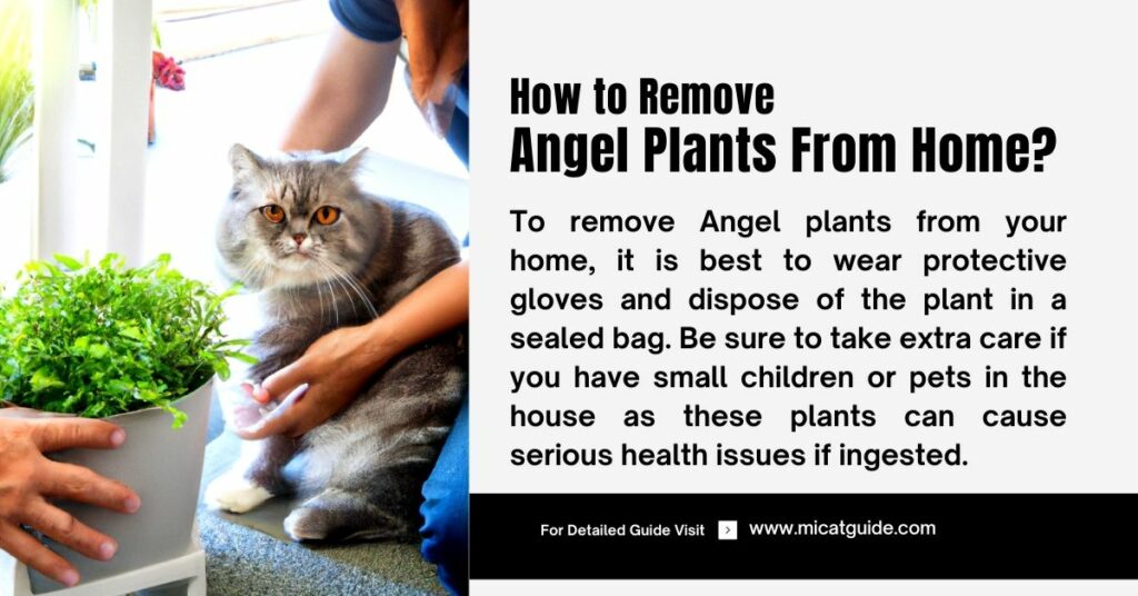 How to Remove Angel Plants from Your Home