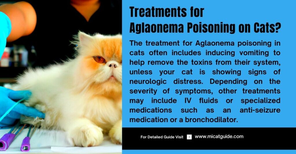 Treatments for Aglaonema Poisoning in Cats