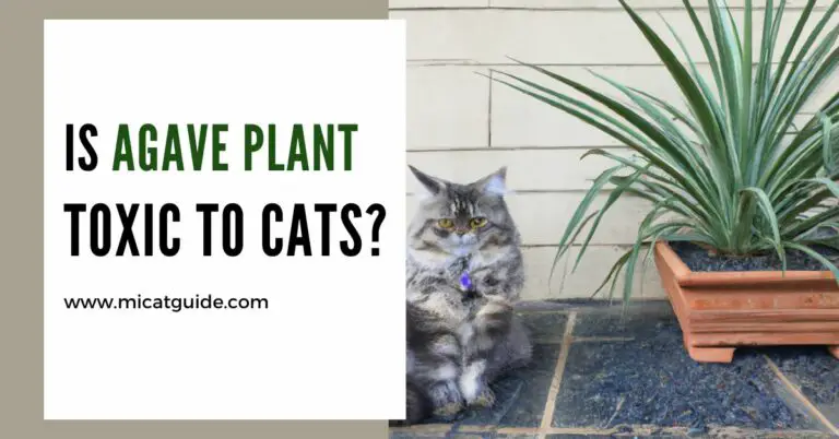 Is Agave Plant Toxic to Cats? (Symptoms & Treatments)