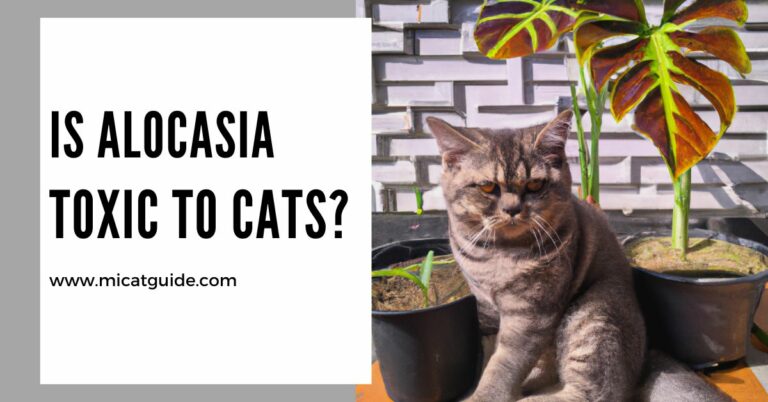 Is Alocasia Toxic to Cats? (Symptoms & Treatments)