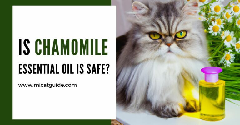 Is Chamomile Essential Oil Safe For Cats?