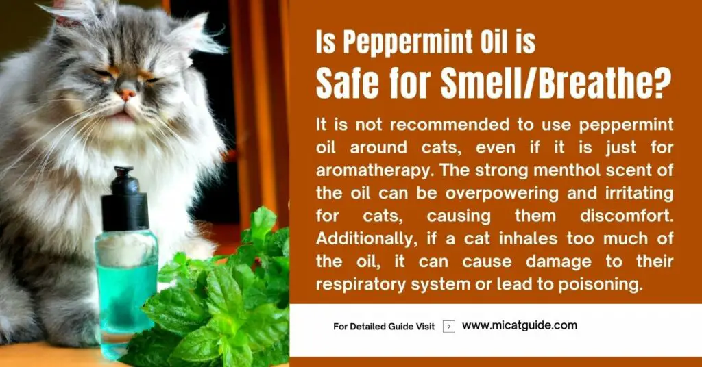 Is Peppermint Oil Safe for Cats to Smell or Breathe