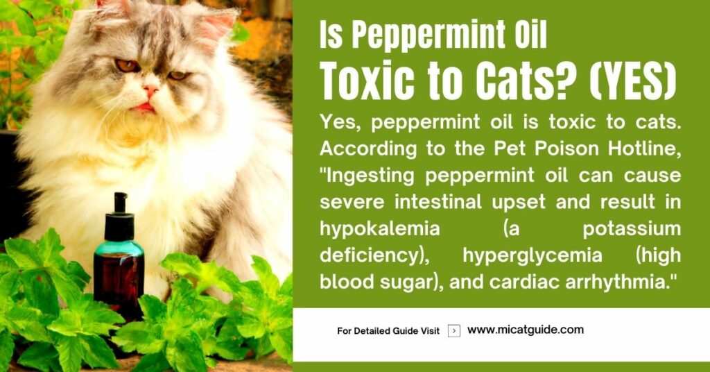 Is Peppermint Oil Toxic to Cats